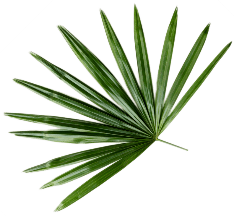 fresh green palm leaf background CWB493Q 1